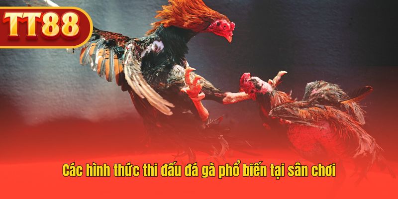 Trải nghiệm đá gà trực tuyến với nhiều loại kèo và thể thức.