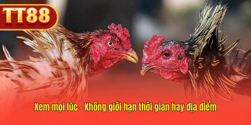 Theo dõi trận đá gà trực tiếp mọi lúc